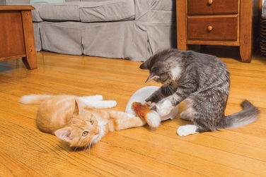Інтерактивна іграшка для котів PetSafe Fox Den Automatic Cat Teaser
