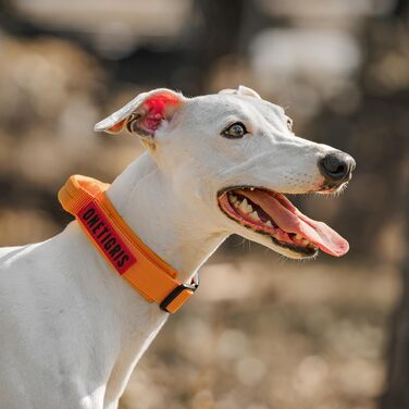 Нашийник для собак OneTigris з металевою застібкою, блакитний, розмір S