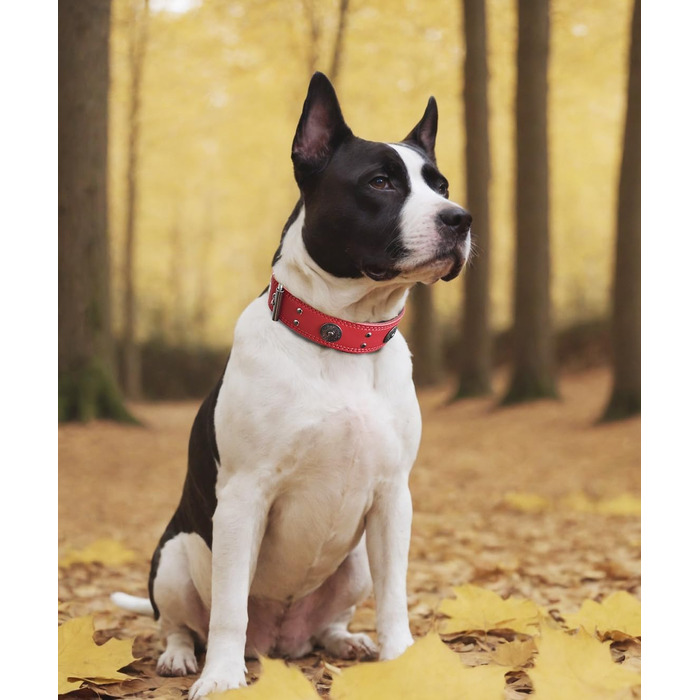 Стильний шкіряний нашийник для собак, ручної роботи, 5 см, червоний, розмір 38-49 см