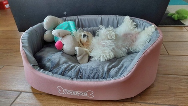 Вольєр для собак Lovedog, багатоколірний, 60 см x 50 см