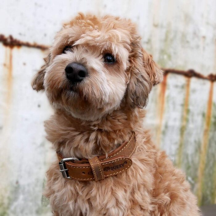 Нашийник для собак Greenburry Vintage з натуральної шкіри, 55 см, розмір M