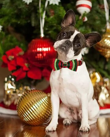 Нашийник для собак Lionet Paws з краваткою, регульований, знімний, для цуценят, маленьких, середніх та великих собак та котів, подарунок, 40-60 см (L, R&G Punkt)