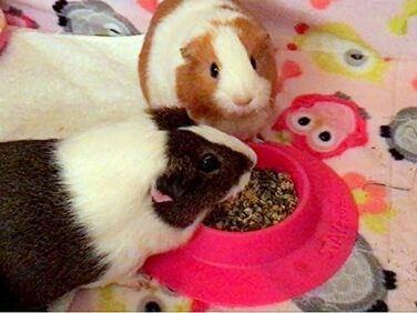 STAYbowl Futternapf: годівниця для морських свинок та інших дрібних домашніх тварин, ергономічна, 60 мл, рожева