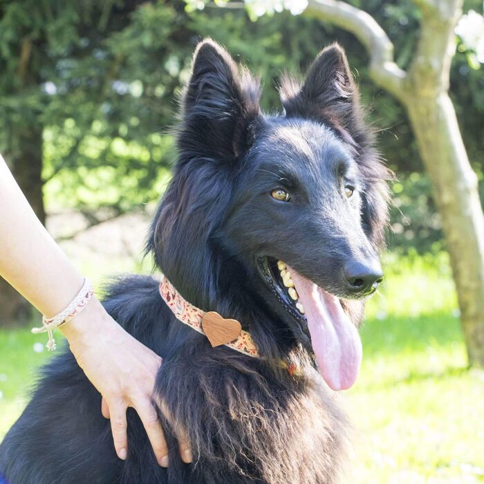 Нашийник для собак Pettsie з серцем та браслетом дружби, регульовані розміри S та M, зручний дизайнерський льон, міцний та довговічний, чудовий подарунок для любителів собак (35,6 - 50,8 см (M), Червоний)