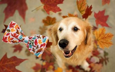 Елегантний ошийник для собак Herbst-Hundehalsband з бантиком, унісекс, регульований, м'який, для великих собак, 1 шт., листя клена