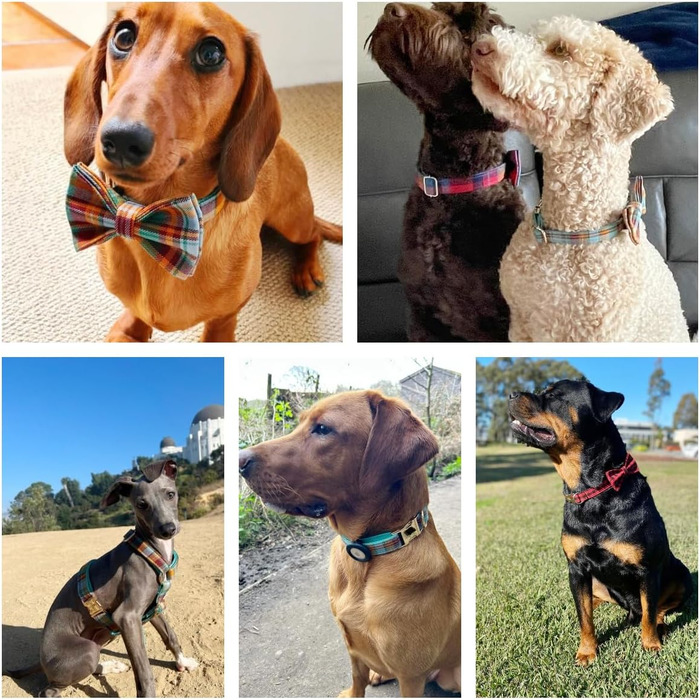 Іменний нашийник для собак з металевою застібкою: персоналізовані нашийники з гравіюванням імені, телефону та адреси, в клітинку