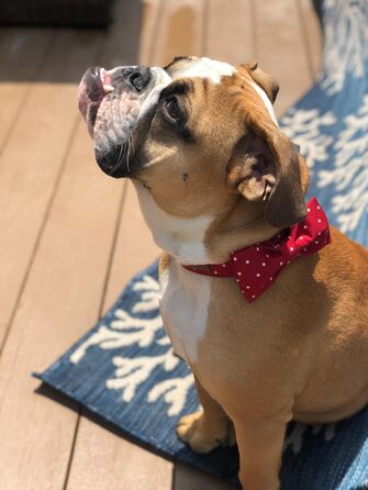 Нашийник для собак Unique Style з кравбатою, регульований, для малих, середніх та великих собак, червоний, XXS-XL (1 шт.)