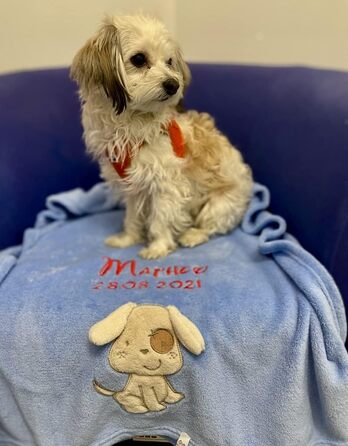 Дитяча ковдра для собак з іменем, вишивка, аплікації, блакитний колір, 2 рядки