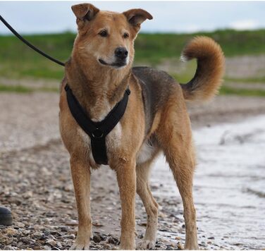 Шлейка для собак Anny-X Brustgeschirr Fun, чорного кольору, розмір L (обхват грудей 78-96 см)