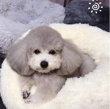 Кругле ліжко для собак і котів у вигляді пончика, м'яке та миється, бежеве (60x60 см)