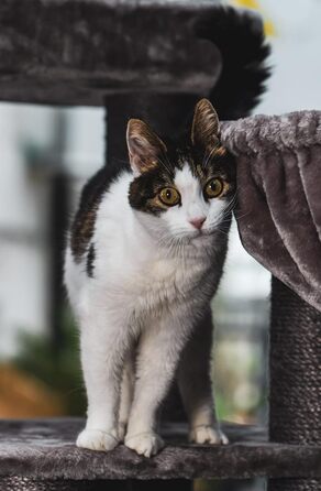 Дизайнерський когтеточка Petrebels Vista 170 см, великий котячий комплекс з товстими сизалевими стовпами, багатьма місцями для відпочинку, 100x50x170 см, колір капучино