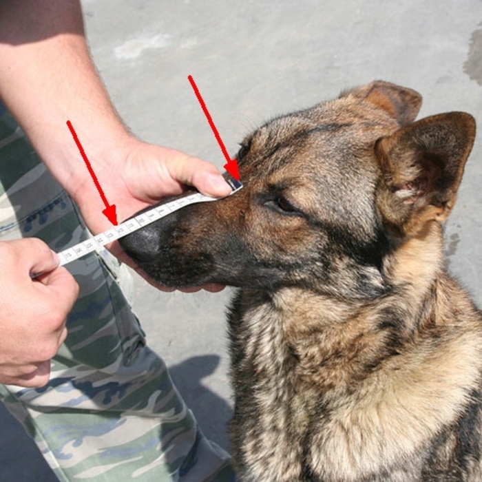 Пластиковий намордник Dingo Gear