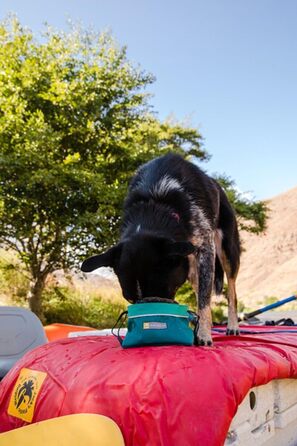 RUFFWEAR Quencher Cinch Top Bow Tumao Tea arge (M) - великий термос для напоїв