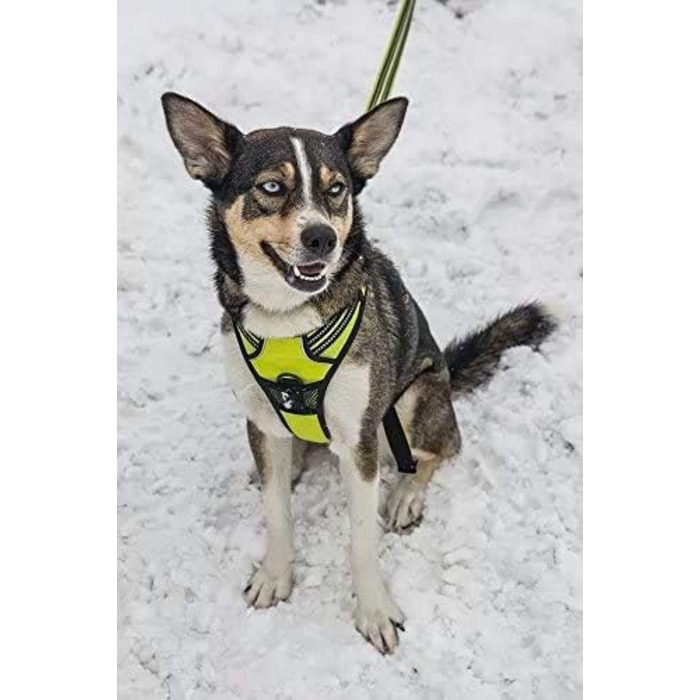 Нашийник для собак Truelove TLH5651, запобігає тягні, світловідбиваючі шви, для активного відпочинку (неоновий жовтий, XS)