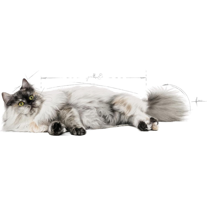 Корм для котів Royal Canin Hair & Skin для здоров'я шкіри та шерсті, 2 кг