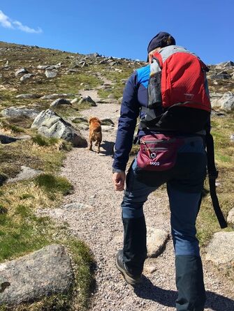 BOGG Універсальна сумка-переноска для собак | Диспенсер для пакетів та контейнер для відходів (Бромбірний кущ)