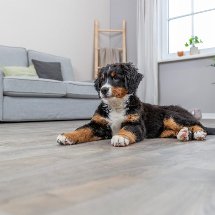 Крісло-ліжко для собак TRIXIE Liano, сірий, діаметр 70 см, м'яке, з наповнювачем з пінопластових кульок, для середніх собак, антиковзаюче, можна прати