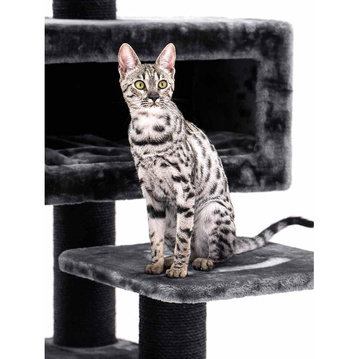 Дряпак для котів Petrebels Maine Coon, Estate, 170 см, XXL, чорний