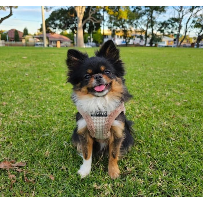 Шлея для малих і середніх собак Puppia Shepherd Harness B, регульована, комфортна, бежева, розмір L