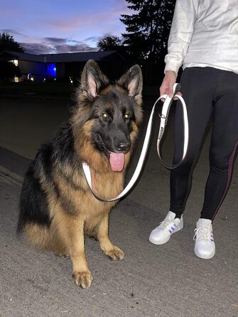 Відбивний нашийник Cycle Dog із металевою пряжкою, розмір M (30,5–53,3 см), 100% світловідбивний, для собак, міцний, з відкривачкою для пляшок, не потребує заряджання, для безпеки у темряві