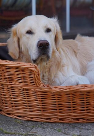 Плетений корзинка для собак та котів з подушкою, овальна, 75x57x19 см