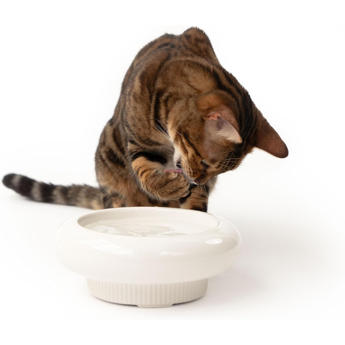 Котло propositionsний набір LucyBalu® MYCO: миска для корму та води для котів з кераміки | Пряма миска для котів | Біла миска для води та корму | Якісний котячий набір