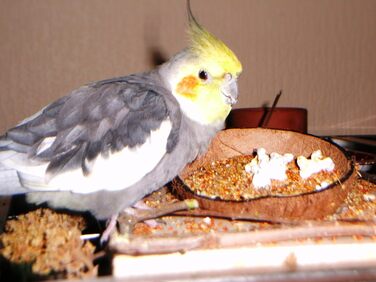 Сидіння для птахів Vogelgaleria з кокосовою мискою, знімна годівниця, іграшка та кормове сидіння для папуг і канарок