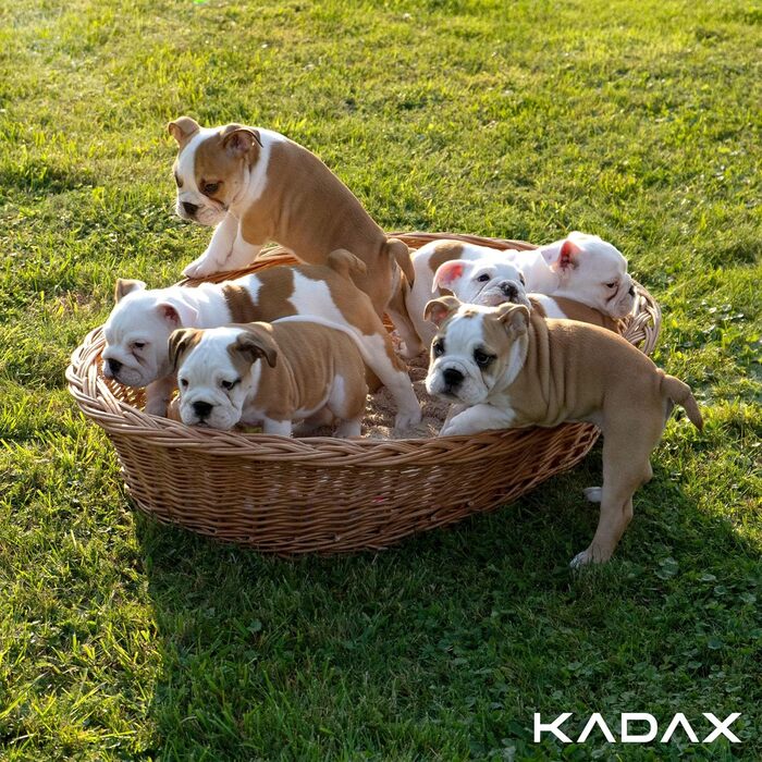 KADAX Лежак для собак і котів з лози, натуральний кошик для домашніх тварин, ліжко для собак і котів, розмір 20x85x67 см