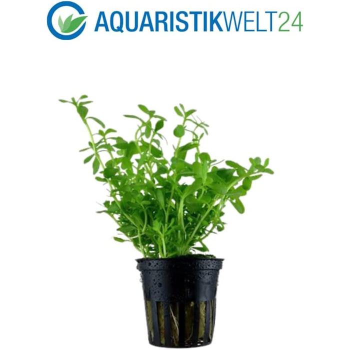 Набір акваріумних рослин AquaOne для нано-акваріума: 3 рослини — стеблова Hygrophila, ґрунтопокривна Eleocharis, аквасети для прісноводних акваріумів