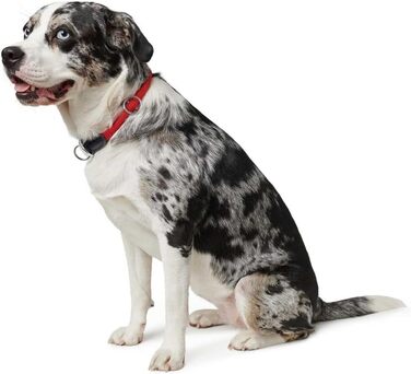 HUNTER Dressurhalsung FREESTYLE, чорний, міцний ошейник для тренувань та повсякденного використання, розмір L