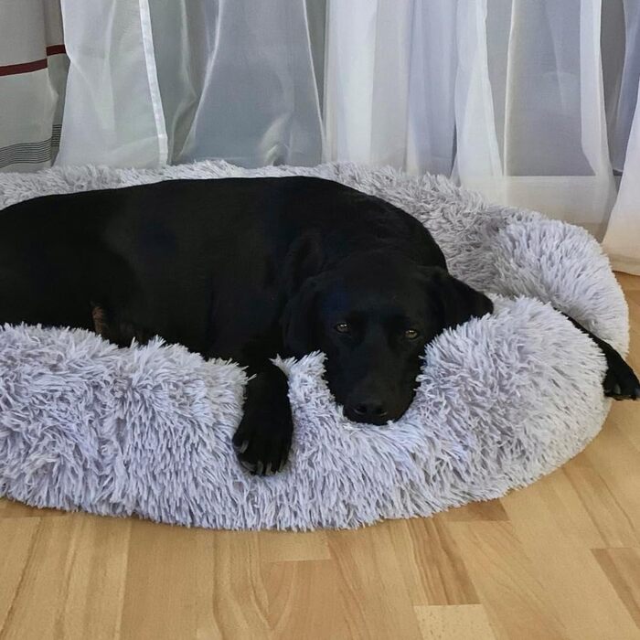 Вовчий ліжко Wolke 7 - Оригінальне м'яке собаче ліжко-кошик, можна прати (60 см, світло-сірий)