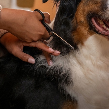 Ножиці-пропоривники Fiskars Pet Care для стрижки собак та котів, 17,2 см