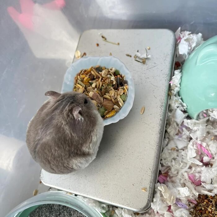 Миска для хом'яків LuckyOpt з кераміки, легка у митті, протиковзна, для їжі та води, підходить для хом'яків, золотих мишей, кроликів, їжаків, міні-свинок, папуг (зелена)