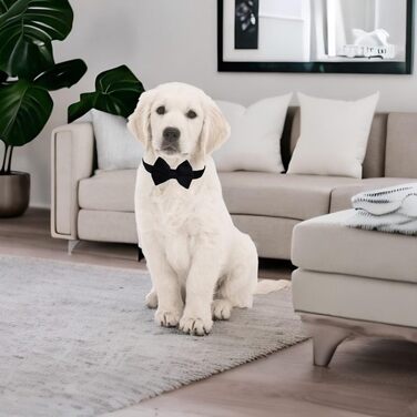 Нашийник для собак Vioett (L, Чорний) з фіксуючим тросом, м'яка оксамитова тканина, для великих собак