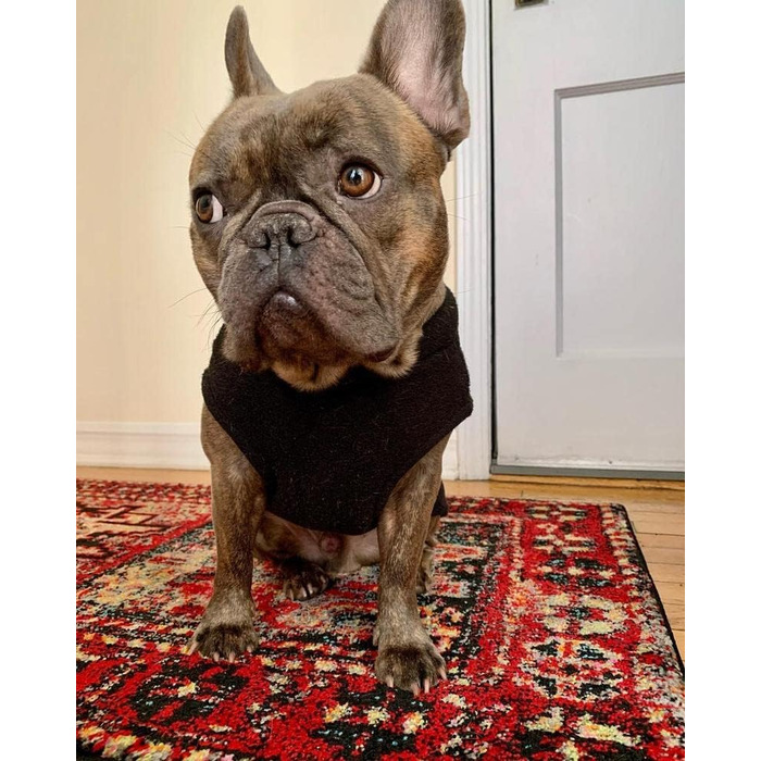 Тепла жилетка для собак Gooby, чорний колір, розмір XL, флісова жилетка-пуловер