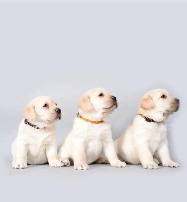 Янтарний намисто для собак | Намисто з бурштину для собак та котів | Намисто для собак з натурального бурштину (28 см)