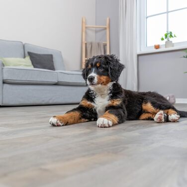 Крісло-ліжко для собак TRIXIE Liano, сірий, діаметр 70 см, м'яке, з наповнювачем з пінопластових кульок, для середніх собак, антиковзаюче, можна прати