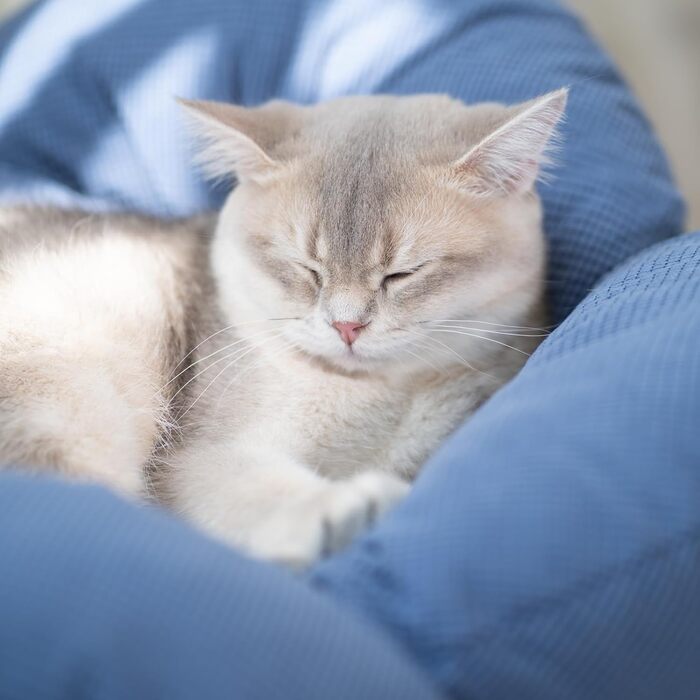 Кішка-друзі: Підвищене ліжко для котів у формі квітки, 55 см x 55 см, велике ліжко-софа для котів, стильний стільчик з еластичним м'яким подушками, меблі для котів для сну, для всіх котів (Темно-синій)