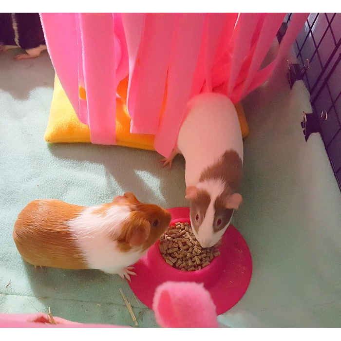 STAYbowl Futternapf: годівниця для морських свинок та інших дрібних домашніх тварин, ергономічна, 60 мл, рожева