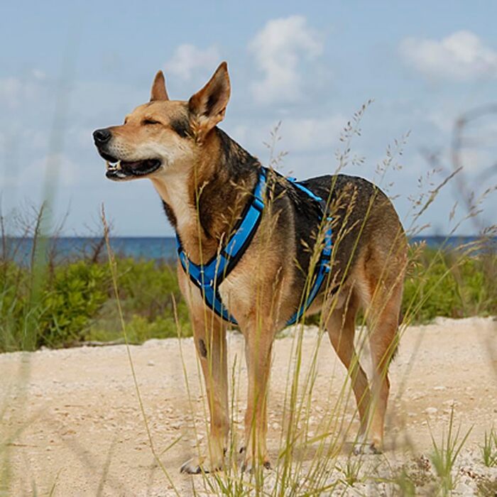 Іграшка для собак Anny·x Fun з імітацією звуку, різноманітні кольори та розміри (чорний-синій, XS)
