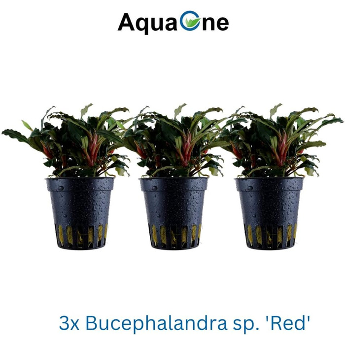 Акваріумна рослина Bucephalandra sp. 'Red' AquaOne, 3 шт, водна рослина для акваріума, повністю вкорінений кореневище, легкий догляд, для акваскейпінгу та декору
