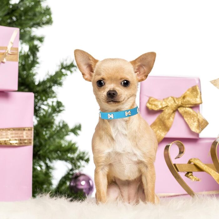 Нашийник для собак з натуральної шкіри HALFSUO, поводок Cobo, набір для малих та середніх собак та котів (L, блакитний)