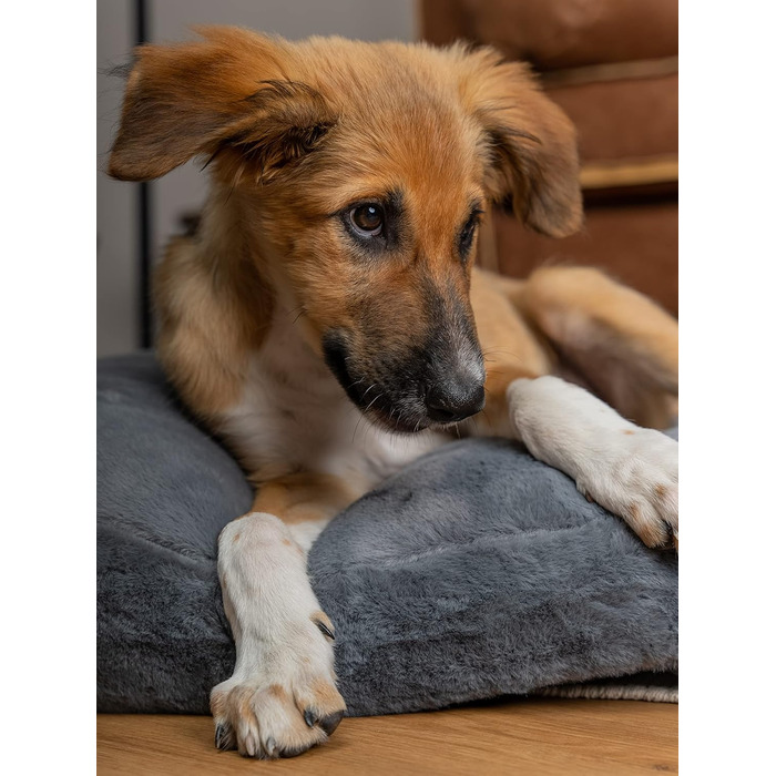 TrendPet Maya Ortho - Ортопедичне ліжко для собак (80x60 см)