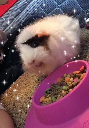 STAYbowl – миска для морських свинок та інших дрібних тварин, фіксуюча, фіолетова, 3/4 склянки