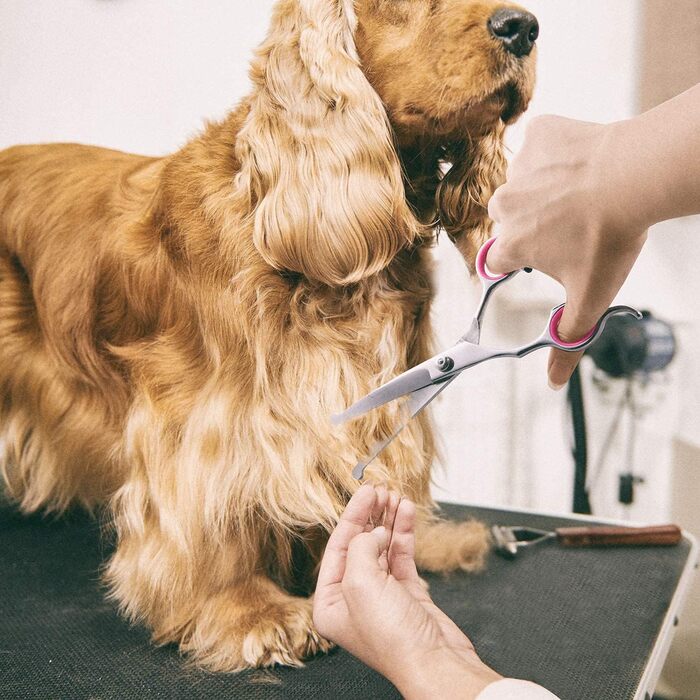 Набір професійних ножиць для грумінгу собак SIQI - для вирівнювання, прямі, вигнуті ножиці та гребінець для довгого та короткого волосся