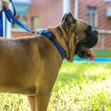 Нашийник для собак EXCELLENT ELITE SPANKER з PU матеріалу, з пряжкою, регульований, для малих, середніх та великих собак, чорний, червоний, синій, фіолетовий (PUL-S) S