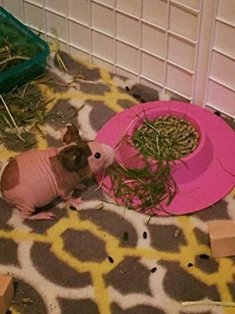 STAYbowl: ергономічна годівниця для морських свинок та інших дрібних тварин, 1/4 чашки, фіолетова