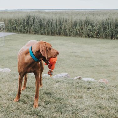 Нашийник для собак HUNTER CONVENIENCE COMFORT, тюркіс, 55 M-L: неопренове покриття, водостійкий, зручний для спорту та відпочинку