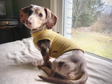 Тепла жилетка для собак Gooby з кільцем, рожевого кольору, розмір L, для маленьких собак, дівчаток або хлопчиків. Зручна флісова жилетка-куртка для собак, теплий зимовий одяг.