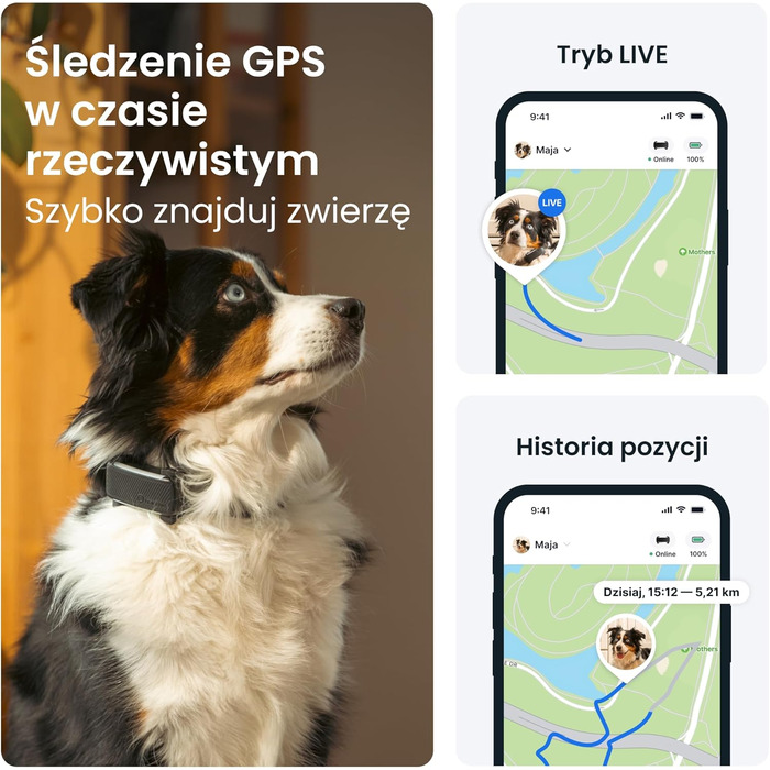 GPS-трекер для собак: відстеження в реальному часі та моніторинг